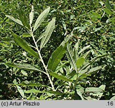 Salix ×dasyclados (wierzba długokończysta)