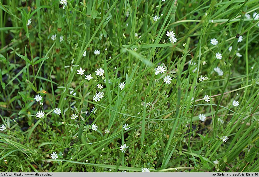 Stellaria crassifolia (gwiazdnica grubolistna)