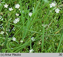 Stellaria crassifolia (gwiazdnica grubolistna)