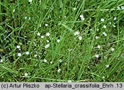 Stellaria crassifolia (gwiazdnica grubolistna)