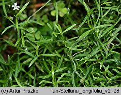 Stellaria longifolia (gwiazdnica długolistna)