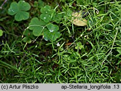 Stellaria longifolia (gwiazdnica długolistna)