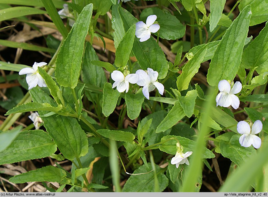 Viola stagnina (fiołek mokradłowy)