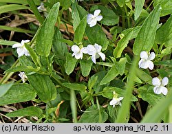 Viola stagnina (fiołek mokradłowy)