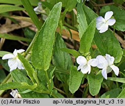 Viola stagnina (fiołek mokradłowy)