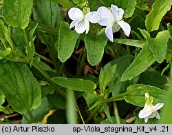 Viola stagnina (fiołek mokradłowy)