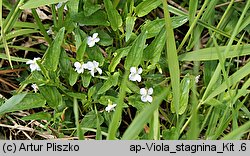 Viola stagnina (fiołek mokradłowy)