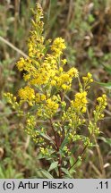 Solidago ×snarskisii (nawłoć Snarkisa)