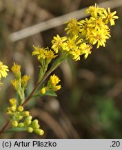 Solidago ×snarskisii (nawłoć Snarkisa)