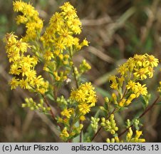 Solidago ×snarskisii (nawłoć Snarkisa)