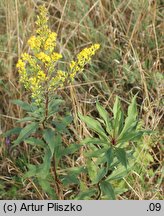 Solidago ×snarskisii (nawłoć Snarkisa)