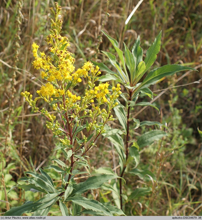 Solidago ×snarskisii (nawłoć Snarkisa)