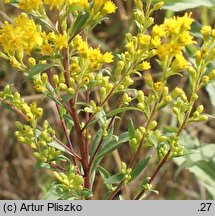 Solidago ×snarskisii (nawłoć Snarkisa)