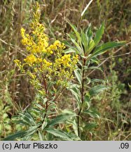 Solidago ×snarskisii (nawłoć Snarkisa)