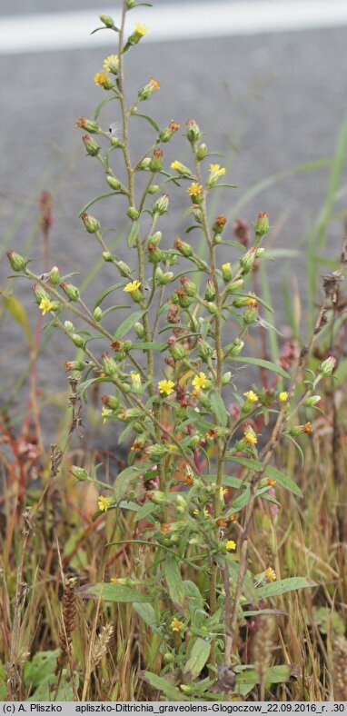 Dittrichia graveolens (omanowiec wonny)