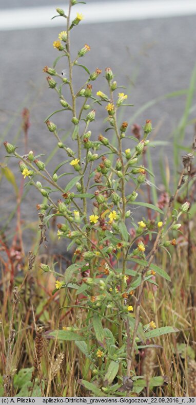 Dittrichia graveolens (omanowiec wonny)