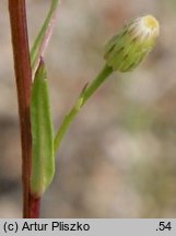 Erigeron acris ssp. angulosus (przymiotno ostre chude)