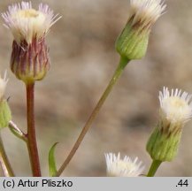 Erigeron acris ssp. angulosus (przymiotno ostre chude)