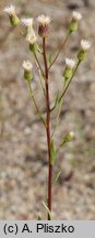 Erigeron acris ssp. angulosus (przymiotno ostre chude)