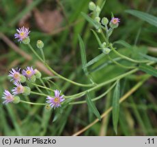 Erigeron acris ssp. podolicus (przymiotno ostre podolskie)