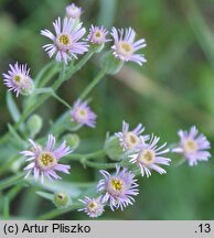 Erigeron acris ssp. podolicus (przymiotno ostre podolskie)