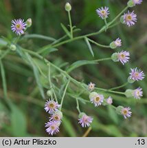 Erigeron acris ssp. podolicus (przymiotno ostre podolskie)