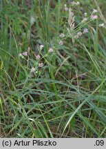 Erigeron acris ssp. podolicus (przymiotno ostre podolskie)