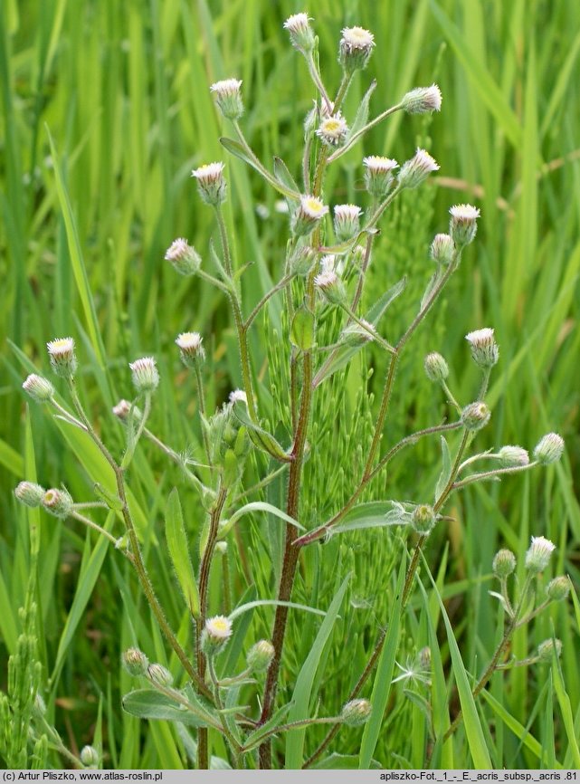 Erigeron acris ssp. acris (przymiotno ostre typowe)