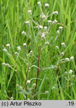 Erigeron acris ssp. acris (przymiotno ostre typowe)