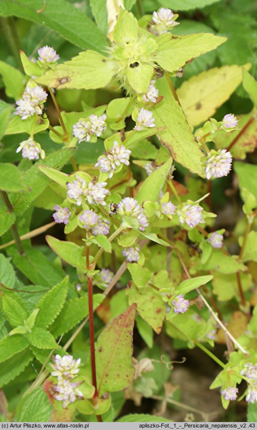 Polygonum nepalense (rdest nepalski)