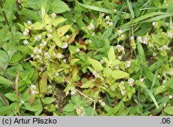 Polygonum nepalense (rdest nepalski)