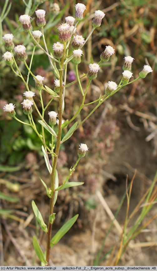 Erigeron acris ssp. droebachiensis (przymiotno ostre nagie)