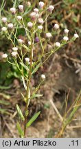 Erigeron acris ssp. droebachiensis (przymiotno ostre nagie)