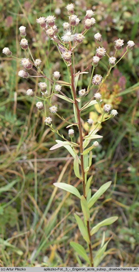 Erigeron acris ssp. droebachiensis (przymiotno ostre nagie)