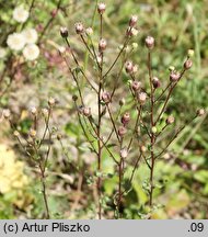 Erigeron acris ssp. serotinus (przymiotno ostre późne)