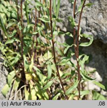 Erigeron acris ssp. serotinus (przymiotno ostre późne)