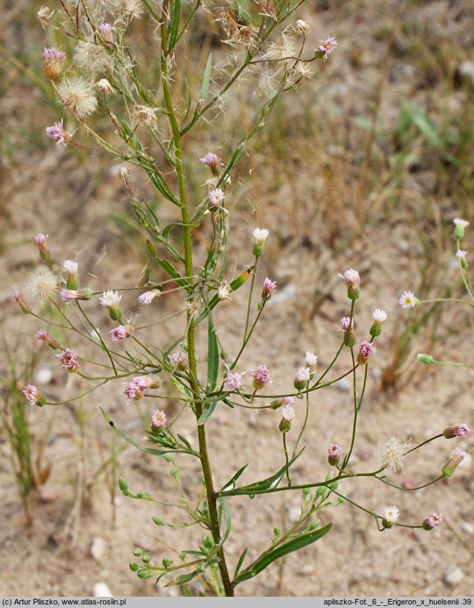 Erigeron ×huelsenii