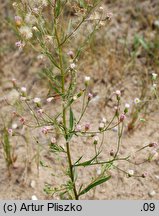 Erigeron ×huelsenii