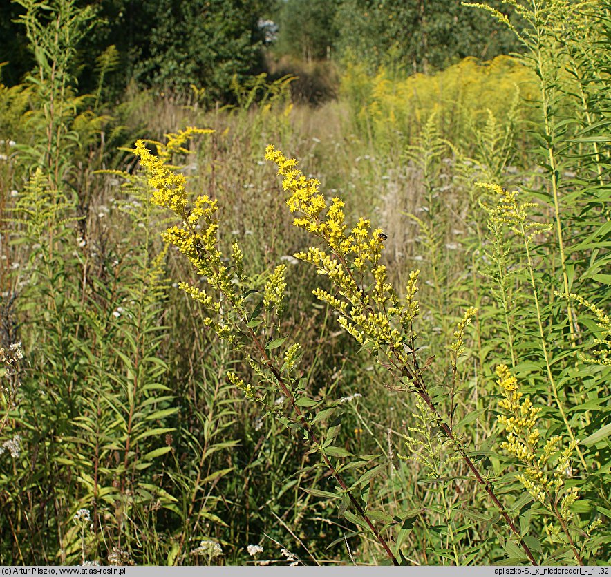 Solidago ×niederederi (nawłoć Nideredera)