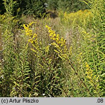 Solidago ×niederederi (nawłoć Nideredera)