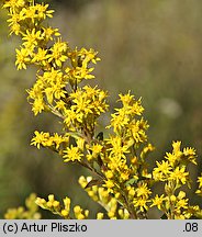 Solidago ×niederederi (nawłoć Nideredera)