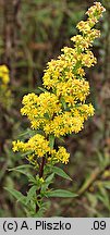 Solidago ×niederederi (nawłoć Nideredera)