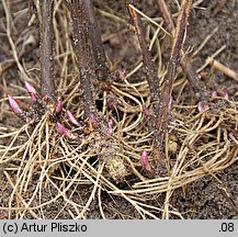 Solidago ×niederederi (nawłoć Nideredera)