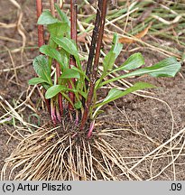 Solidago ×niederederi (nawłoć Nideredera)