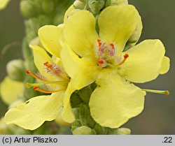 Verbascum ×semialbum