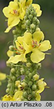 Verbascum ×semialbum