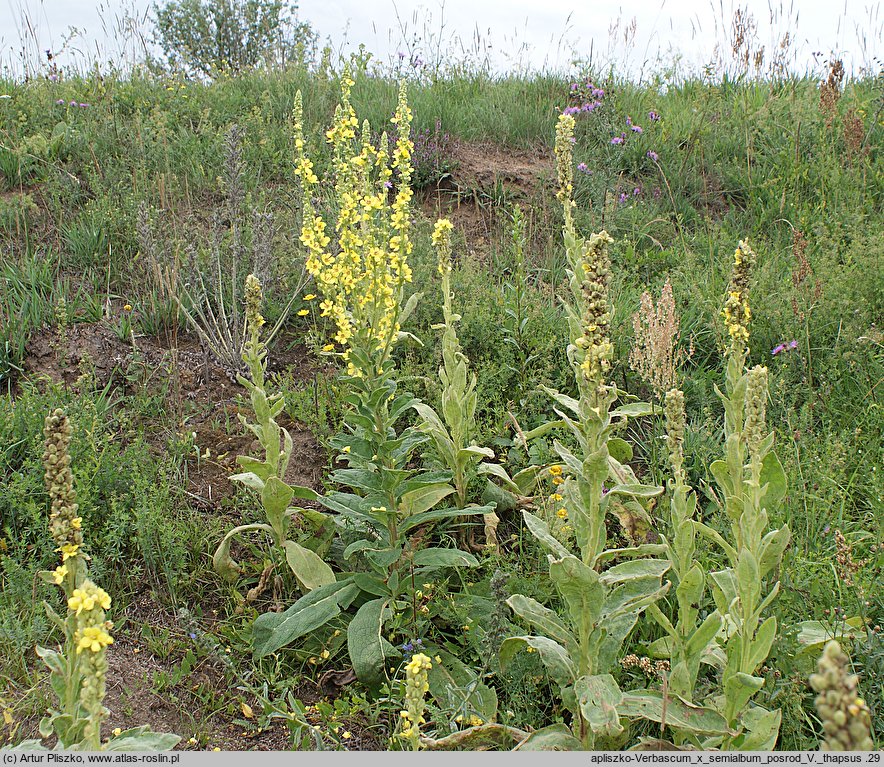 Verbascum ×semialbum