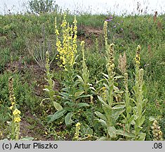 Verbascum ×semialbum