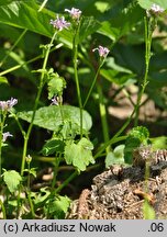 Cardamine chelidonia (rzeżucha glistnikowata)