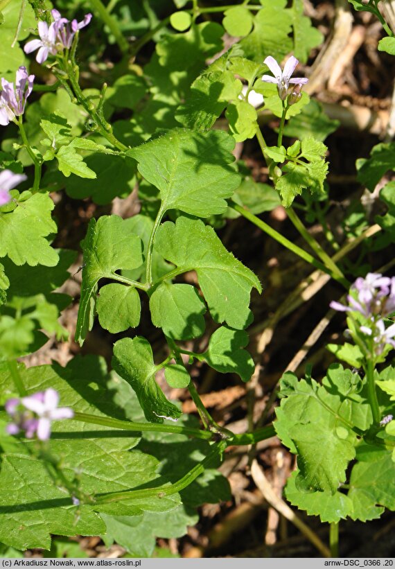 Cardamine chelidonia (rzeżucha glistnikowata)